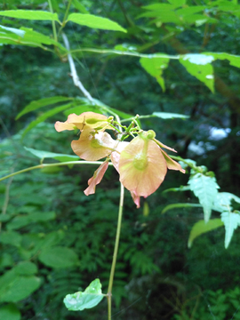 山间小花