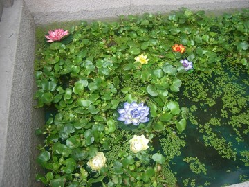 水塘莲花