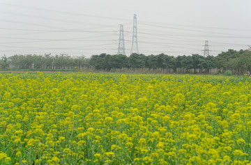 油菜花蜜蜂