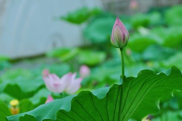 夏荷