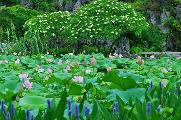 夏荷