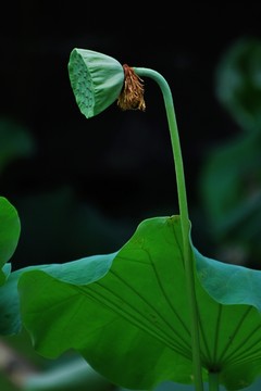夏荷
