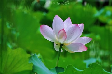 夏荷