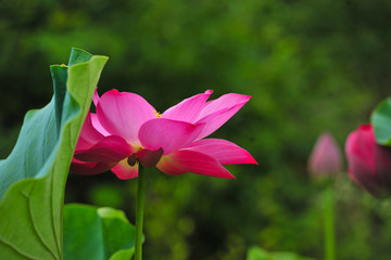 荷花小景