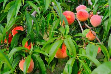 桃树种植