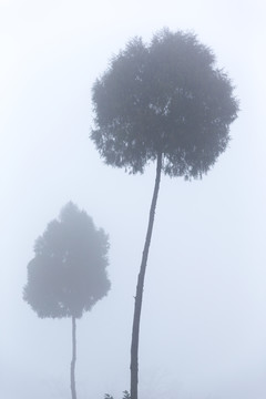 乡间冬晨雾中柏树