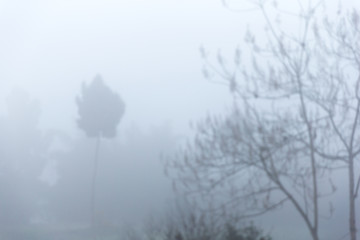 乡间冬晨雾中柏树