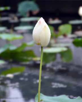 雨后荷花