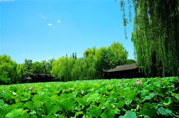 新都桂湖荷花