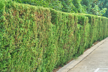 高清立体植物墙