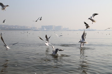 冬季青岛海滨的海鸥