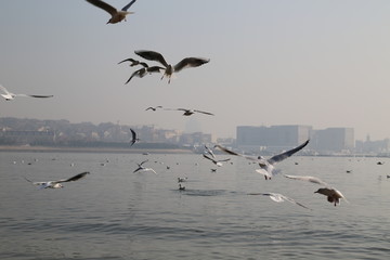 冬季青岛海滨的海鸥