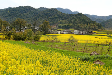 江西上饶婺源田园风光