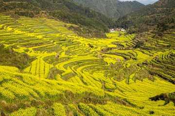 上饶婺源篁岭景区油菜花梯田