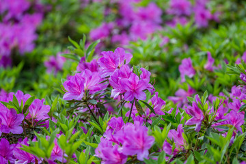 杜鹃花映山红满山红