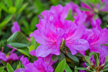 杜鹃花映山红满山红