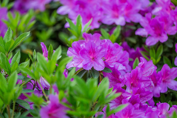 杜鹃花映山红满山红