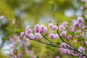 江西赣州赣县白鹭湾公园粉色樱花