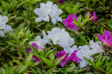 杜鹃花映山红满山红