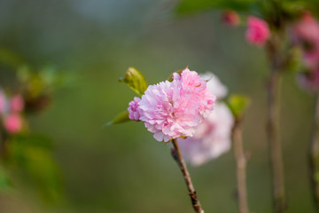 江西赣州赣县白鹭湾公园粉色樱花