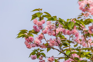 江西赣州赣县白鹭湾公园粉色樱花