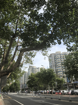 路边大树