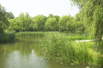 园林水景绿岸