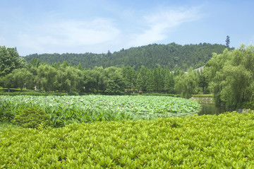 绿意盎然的风景