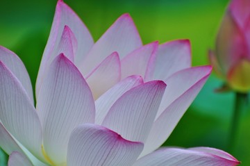 夏荷