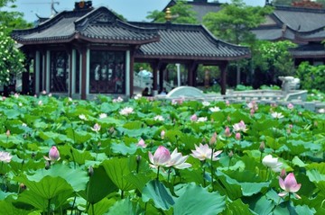 夏荷