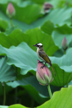 夏荷