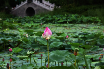 红荷花