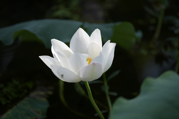 白色荷花