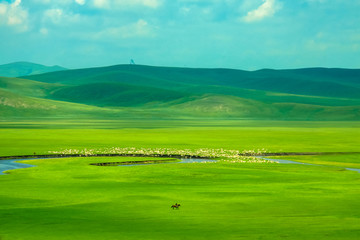 夏季草原骑马羊群