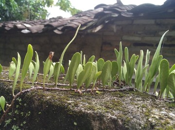 草