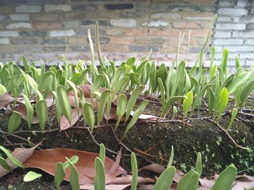 草