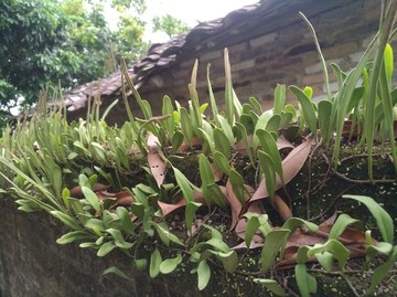 草