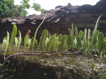 芽草