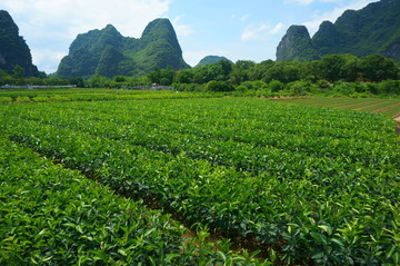 苗木基地