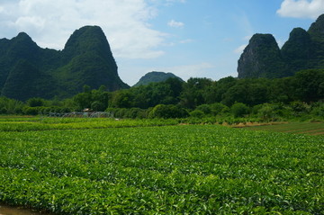 苗木基地