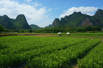 苗木基地