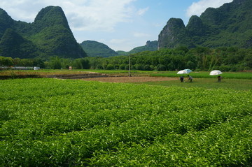 苗木基地