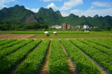 苗木基地