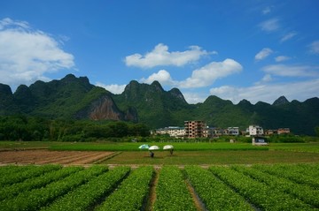 苗木基地