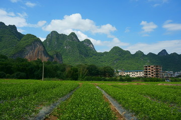 苗木基地