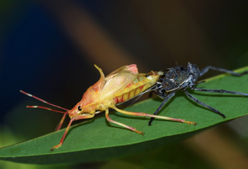 昆虫锐变