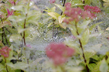 水珠
