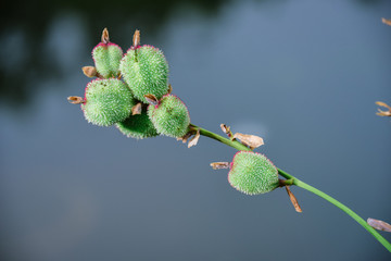 野果植物