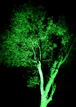 绿色的树