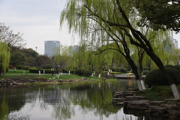 宁波月湖垂柳